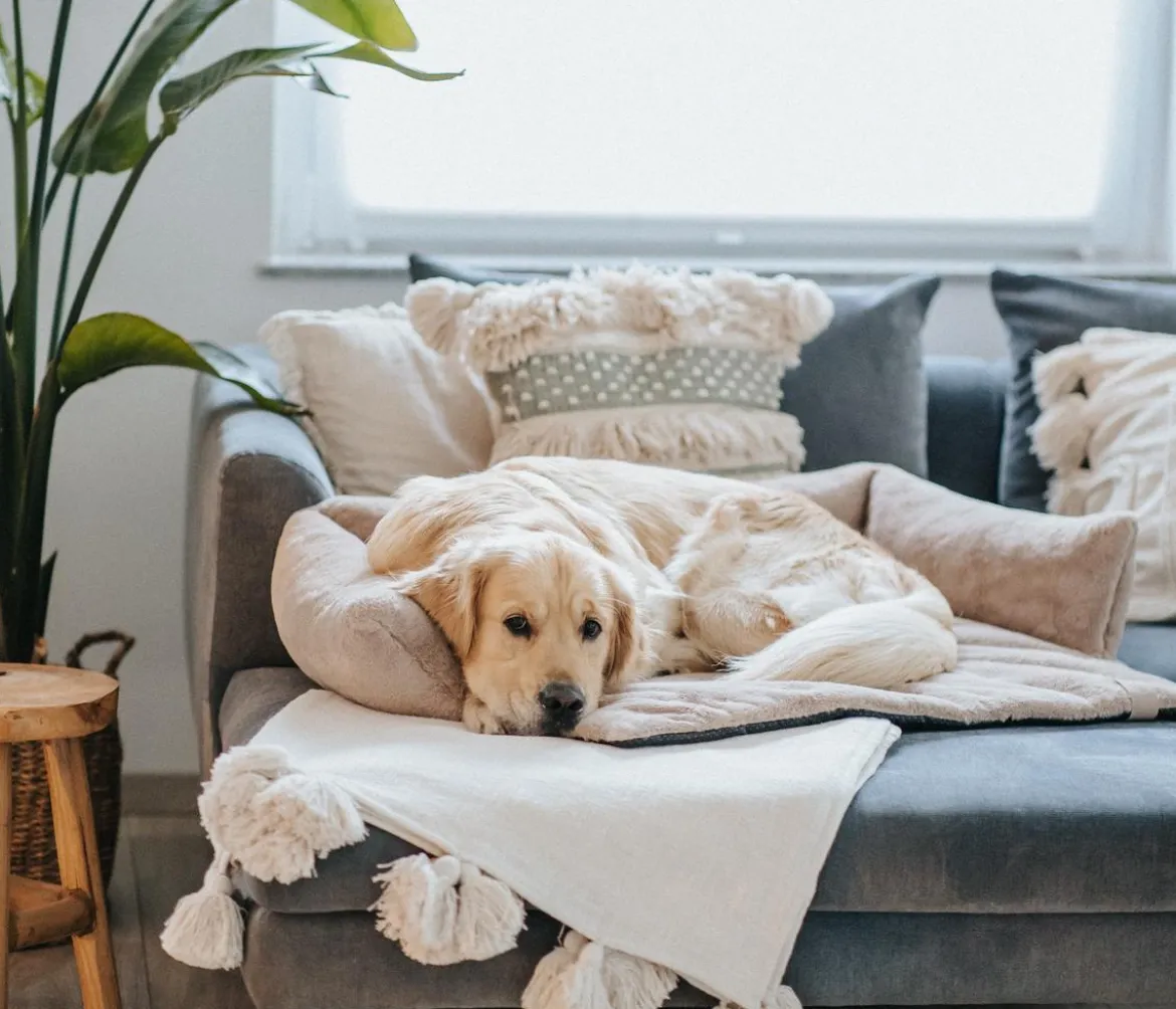 District 70 Hundesofa Nuzzle