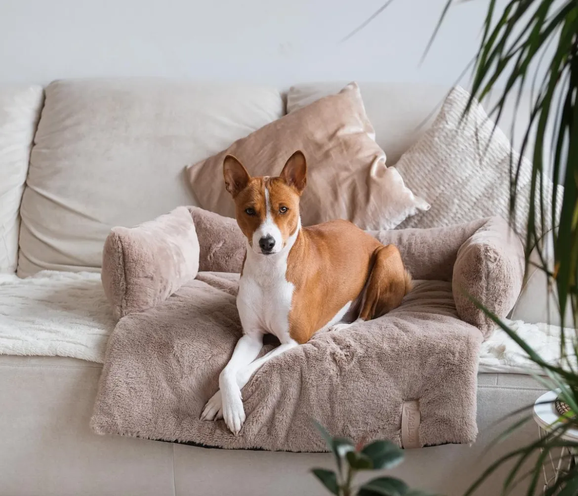 District 70 Hundesofa Nuzzle