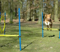 dobar® petlife Agility Sprung-Set, 3-teilig