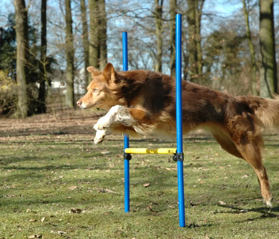 dobar® petlife Agility Sprung-Set, 3-teilig