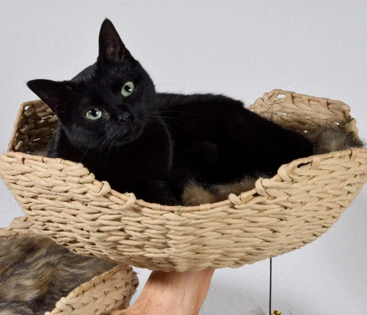 dobar® petlife Design-Katzenmöbel Tony, ca. B60/H111/T45 cm