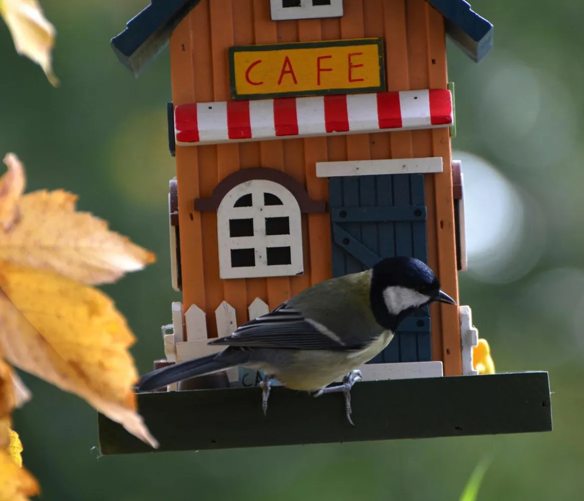 dobar® wildlife Vogelhaus Café, Kiefer, orange/blau, ca. B18/H23/T18 cm