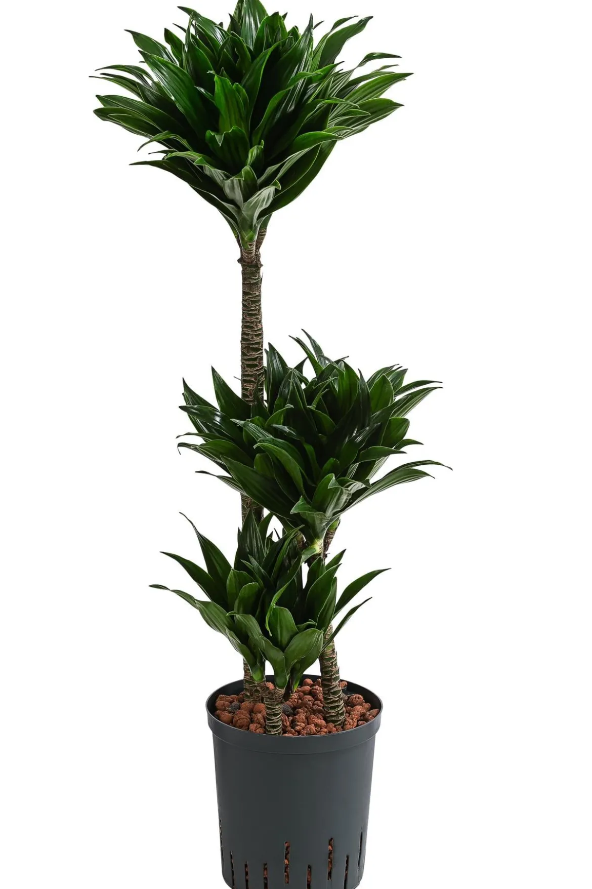 Drachenbaum - Dracaena compacta, Hydrokultur