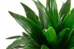 Drachenbaum - Dracaena compacta, Hydrokultur