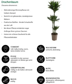Drachenbaum - Dracaena deremensis compacta
