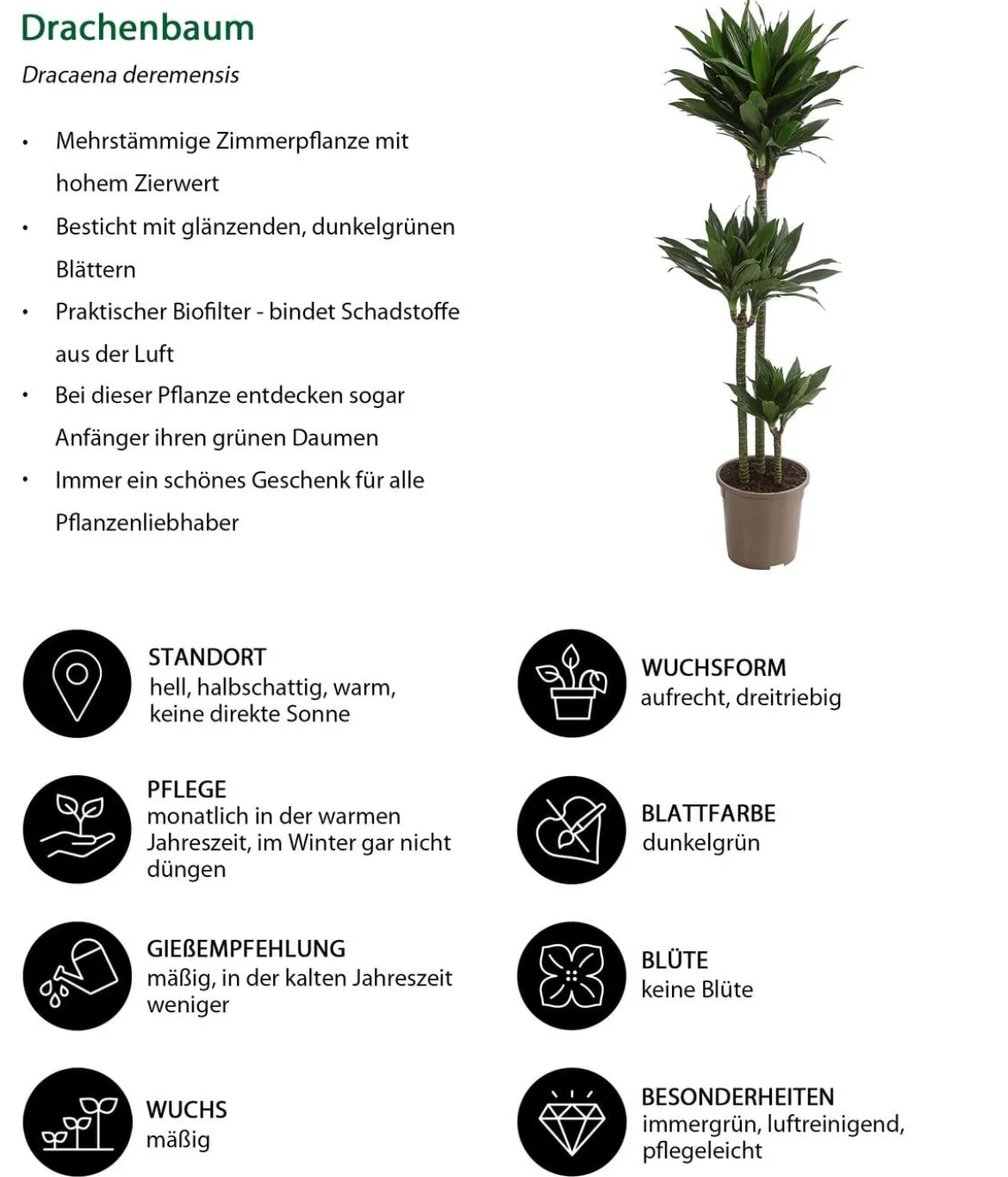 Drachenbaum - Dracaena deremensis compacta