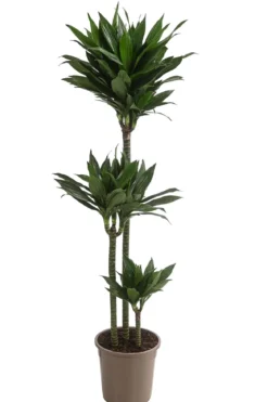Drachenbaum - Dracaena deremensis compacta