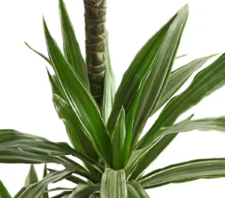 Drachenbaum - Dracaena deremensis 'White Stripe'