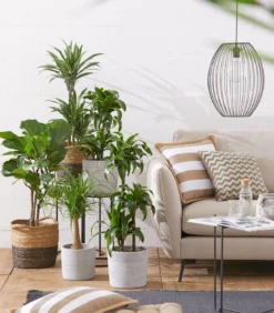 Drachenbaum - Dracaena deremensis 'White Stripe'