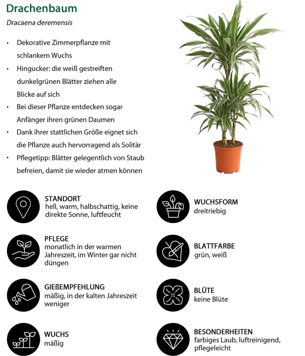 Drachenbaum - Dracaena deremensis 'White Stripe'