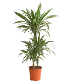 Drachenbaum - Dracaena deremensis 'White Stripe'