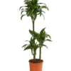 Drachenbaum - Dracaena deremensis 'Dorado'