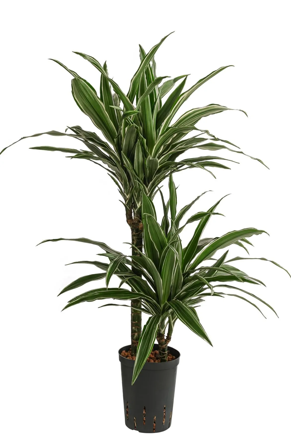 Drachenbaum - Dracaena deremensis, Hydrokultur