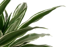 Drachenbaum - Dracaena deremensis, Hydrokultur