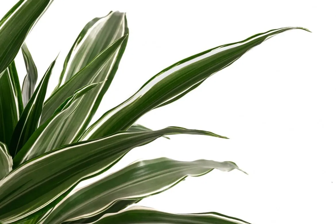 Drachenbaum - Dracaena deremensis, Hydrokultur