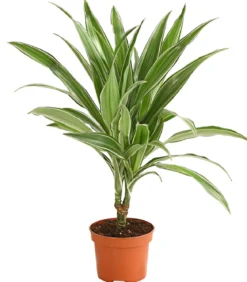 Drachenbaum - Dracaena deremensis, verschiedene Sorten
