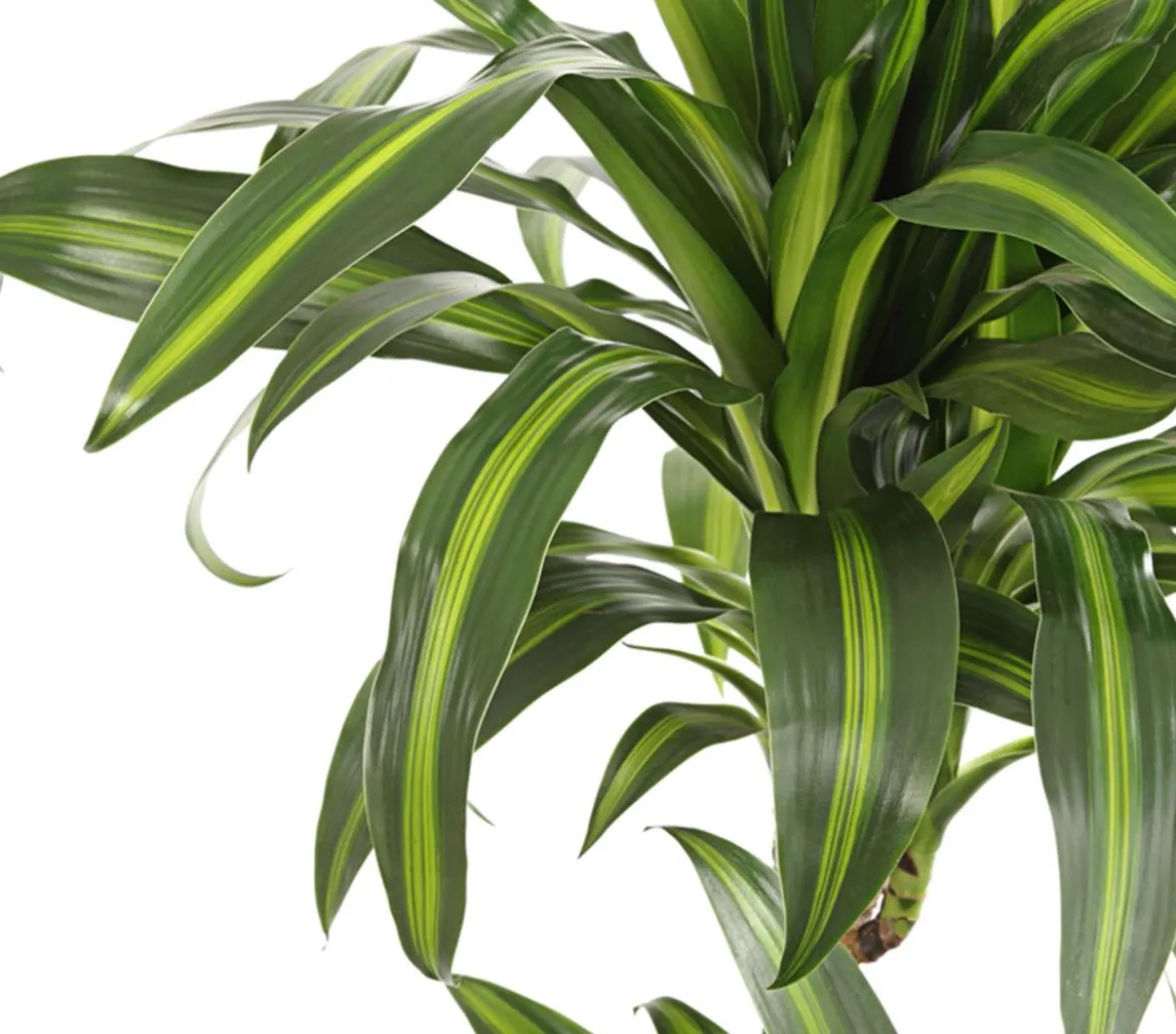 Drachenbaum - Dracaena deremensis, verschiedene Sorten