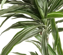 Drachenbaum - Dracaena deremensis, verschiedene Sorten