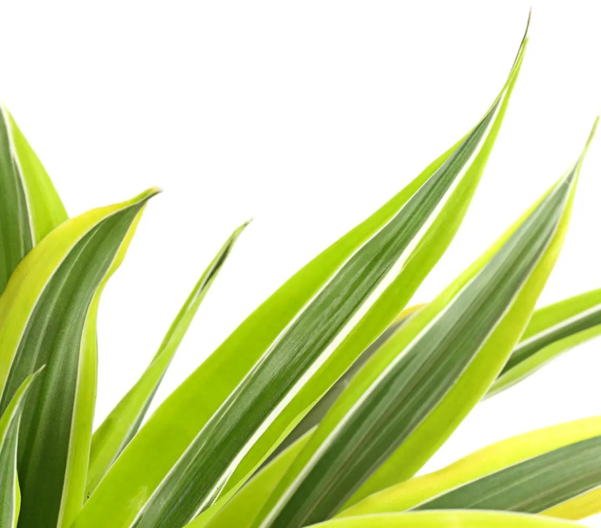 Drachenbaum - Dracaena deremensis, verschiedene Sorten