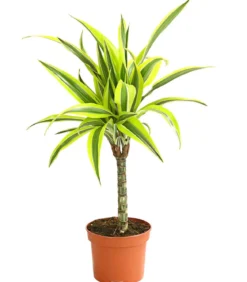 Drachenbaum - Dracaena deremensis, verschiedene Sorten