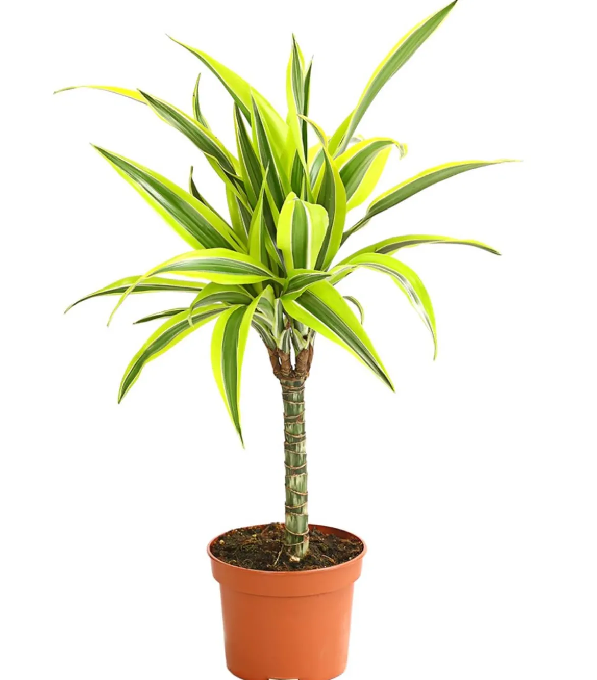 Drachenbaum - Dracaena deremensis, verschiedene Sorten