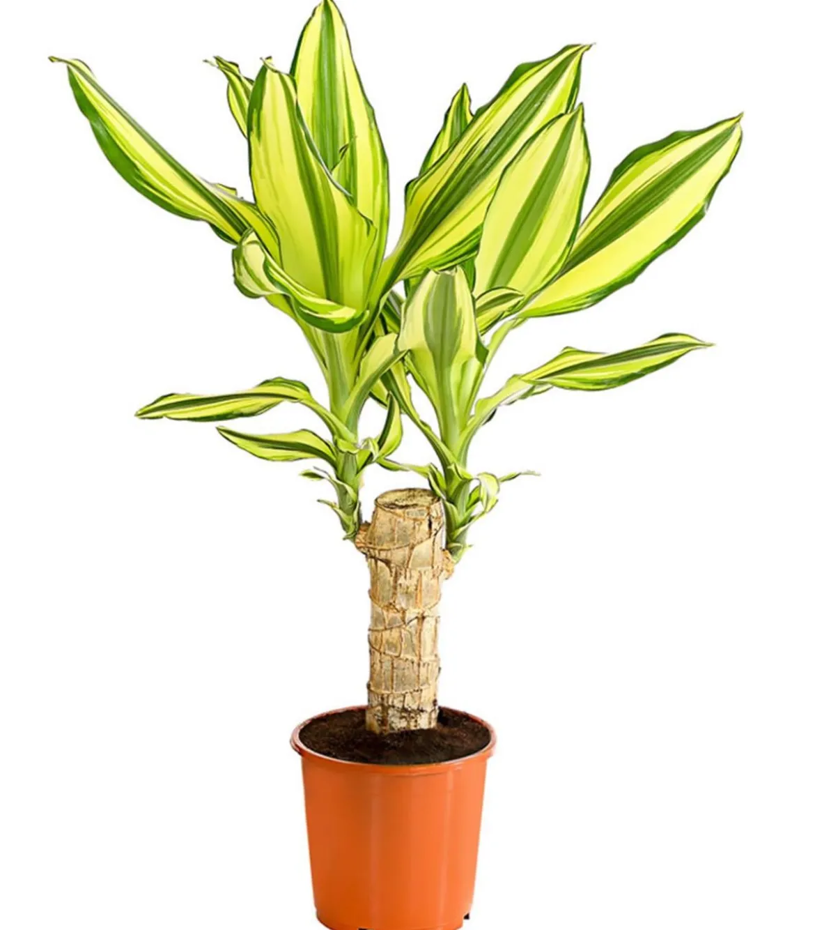 Drachenbaum - Dracaena fragrans 'Yellow Coast'