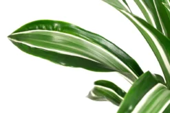Drachenbaum - Dracaena fragrans 'Jade Jewel'