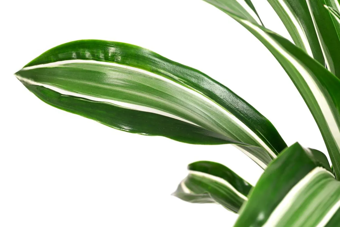 Drachenbaum - Dracaena fragrans 'Jade Jewel'