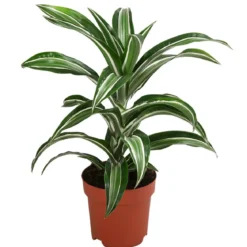 Drachenbaum - Dracaena fragrans 'Jade Jewel'