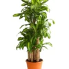 Drachenbaum - Dracaena fragrans 'Massangeana', Karussell