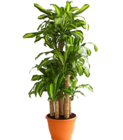 Drachenbaum - Dracaena fragrans 'Massangeana', Karussell