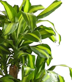 Drachenbaum - Dracaena fragrans 'Massangeana', Karussell