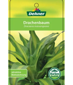 Drachenbaum - Dracaena fragrans 'Massangeana', Karussell