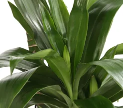 Drachenbaum - Dracaena fragrans 'Lisa'