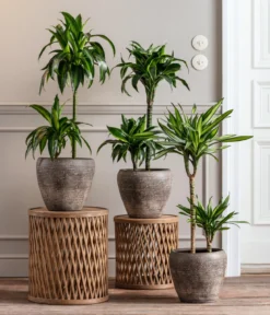 Drachenbaum - Dracaena fragrans 'Rikki'