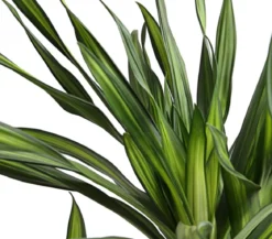 Drachenbaum - Dracaena fragrans 'Rikki'