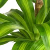 Drachenbaum - Dracaena fragrans 'Massangeana'