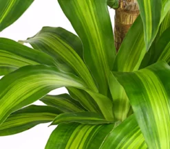 Drachenbaum - Dracaena fragrans 'Massangeana'
