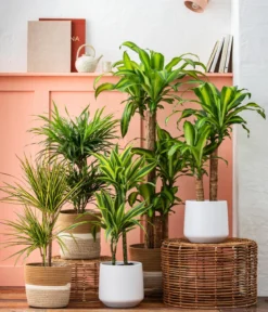 Drachenbaum - Dracaena fragrans 'Massangeana'