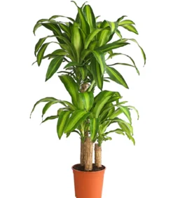 Drachenbaum - Dracaena fragrans 'Massangeana'