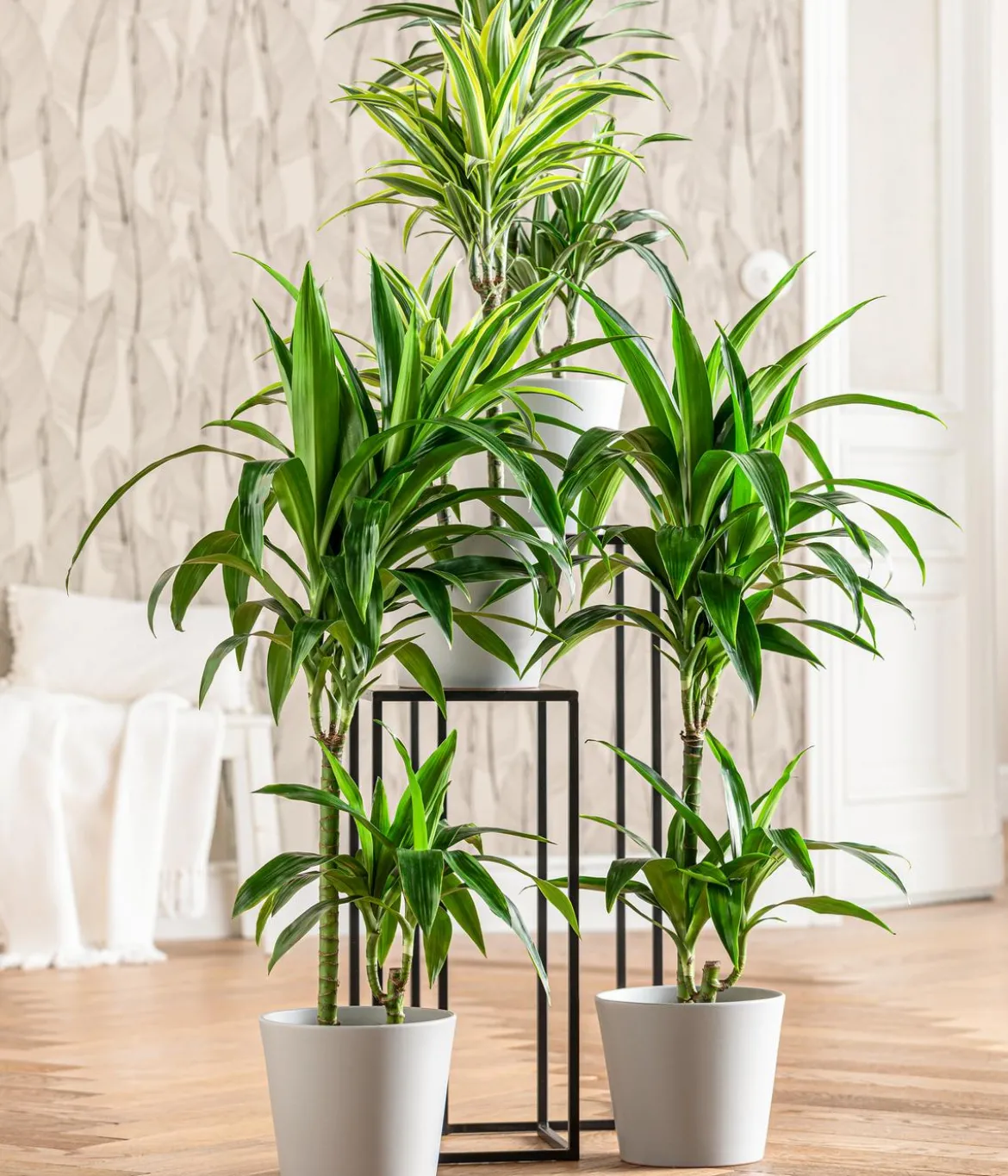 Drachenbaum - Dracaena fragrans 'Lemon Lime'