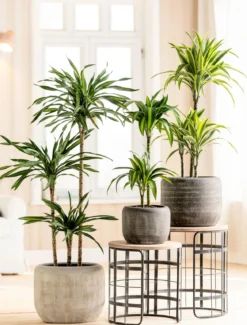Drachenbaum - Dracaena fragrans 'Lemon Lime'