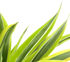Drachenbaum - Dracaena fragrans 'Lemon Lime'