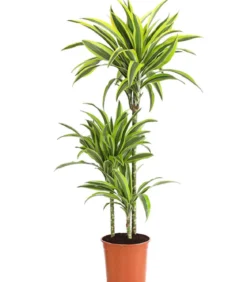 Drachenbaum - Dracaena fragrans 'Lemon Lime'