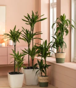 Drachenbaum - Dracaena fragrans 'Lemon Lime'