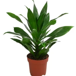 Drachenbaum - Dracaena fragrans 'Green Jewel'