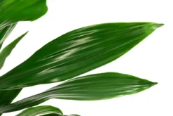 Drachenbaum - Dracaena fragrans 'Green Jewel'