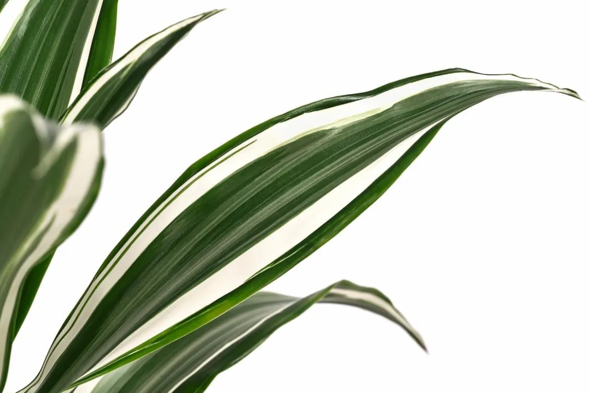 Drachenbaum - Dracaena fragrans 'White Jewel'