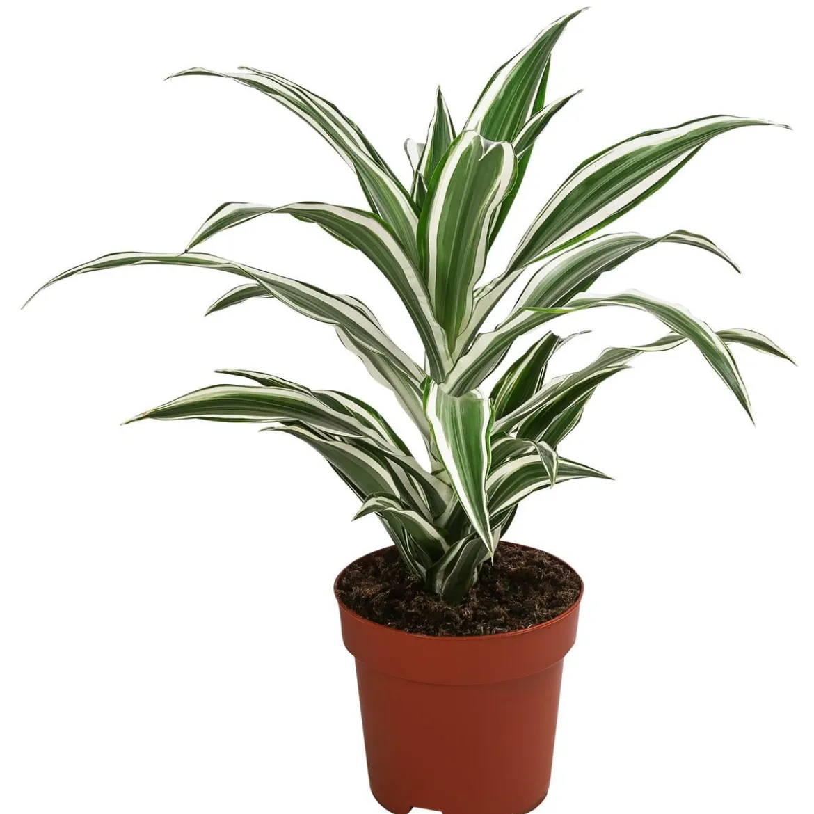 Drachenbaum - Dracaena fragrans 'White Jewel'