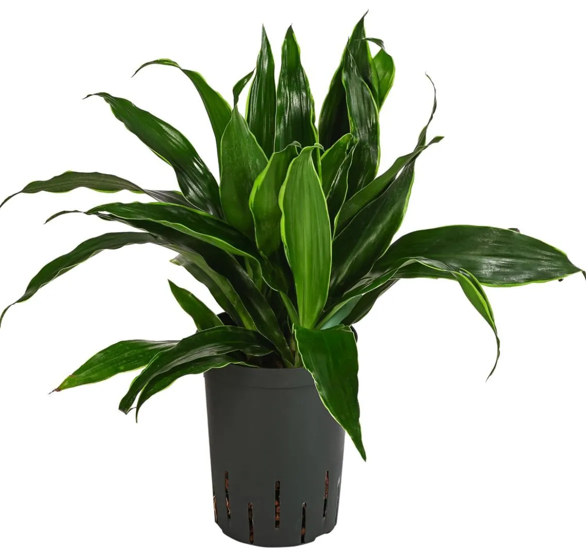Drachenbaum - Dracaena fragrans 'Arturo', Hydrokultur